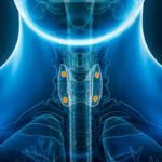 The parathyroid glands within your body are truly remarkable.