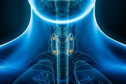 The parathyroid glands within your body are truly remarkable.