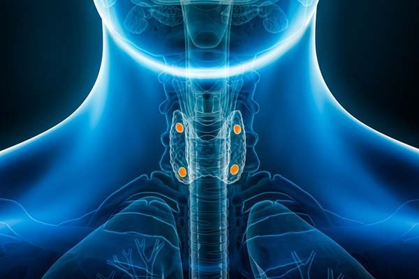 The parathyroid glands within your body are truly remarkable. 23 The parathyroid glands within your body are truly remarkable.