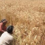 The national exchequer incurred a loss of Rs300 billion due to an excess of imported wheat.
