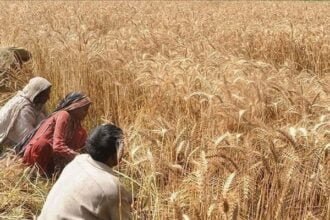 The national exchequer incurred a loss of Rs300 billion due to an excess of imported wheat.