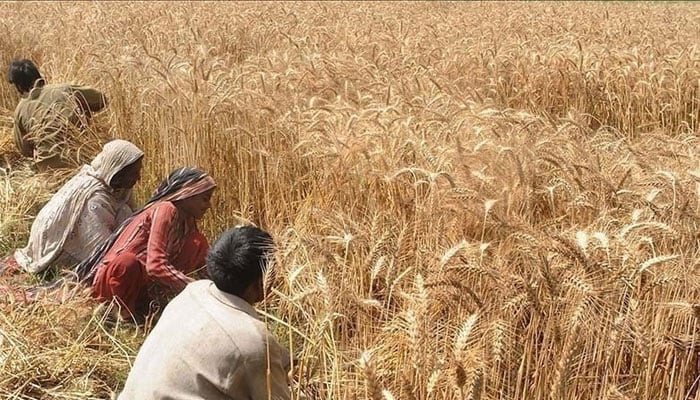 The national exchequer incurred a loss of Rs300 billion due to an excess of imported wheat. 3 The national exchequer incurred a loss of Rs300 billion due to an excess of imported wheat.